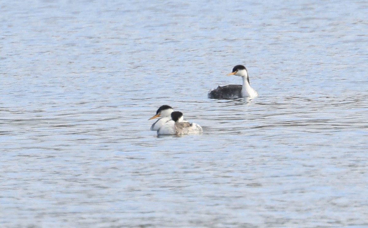 Clark's Grebe - ML641948221