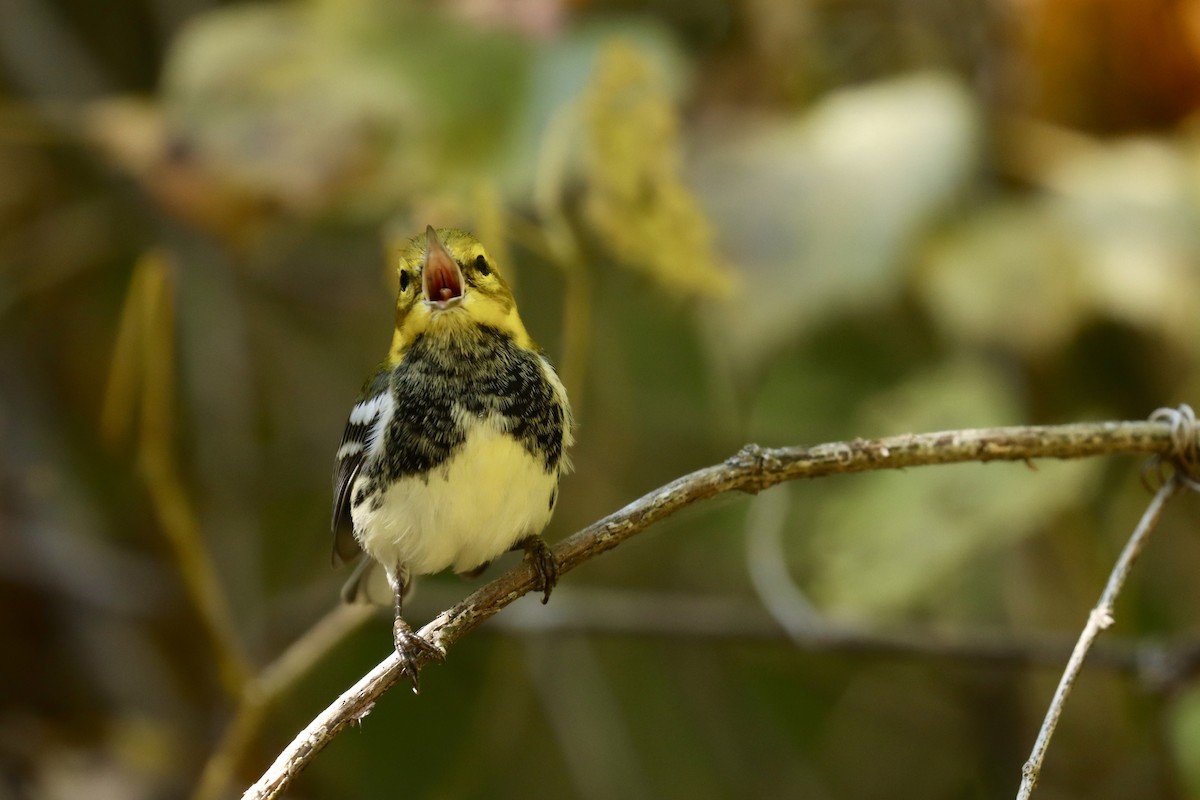 Black-throated Green Warbler - ML641948229