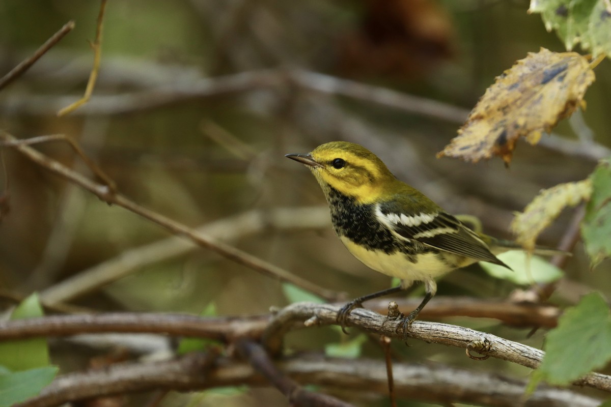 Black-throated Green Warbler - ML641948230