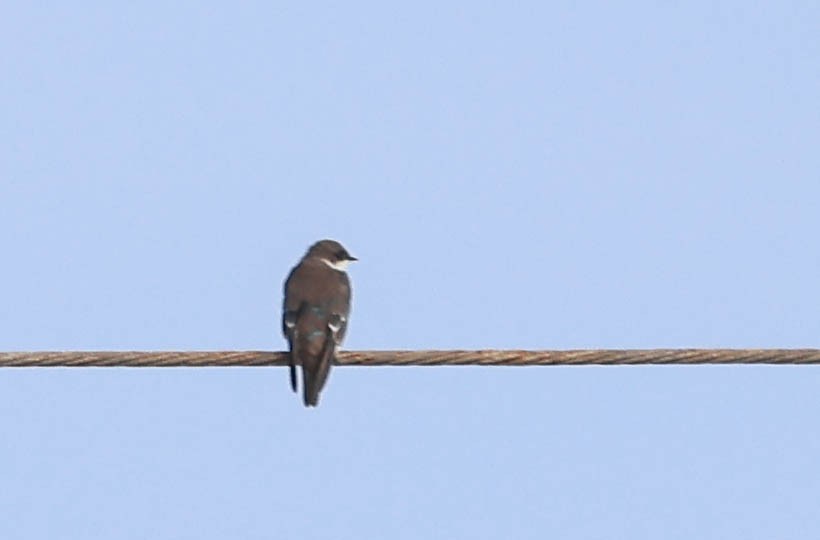 Tree Swallow - ML641948247