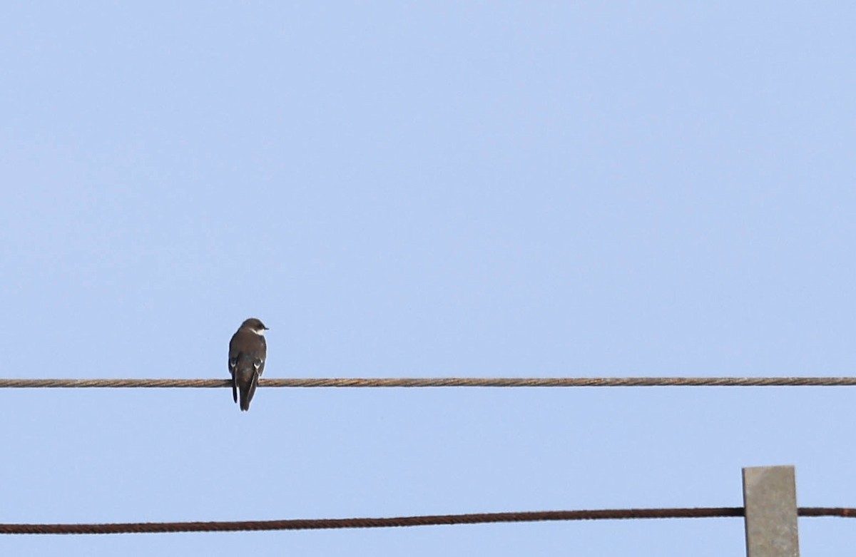 Tree Swallow - ML641948251