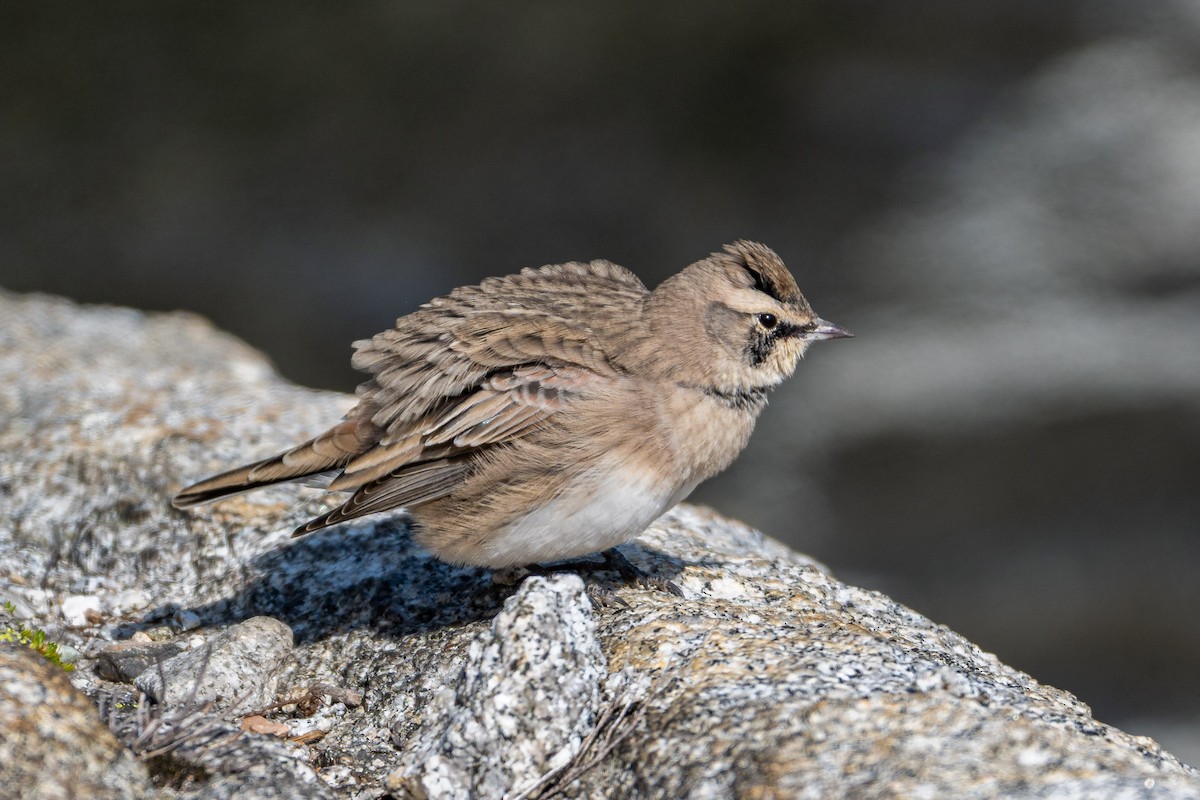 Horned Lark - ML641948259