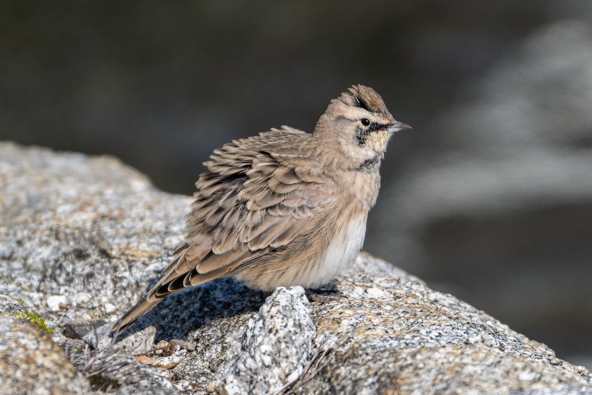 Horned Lark - ML641948260