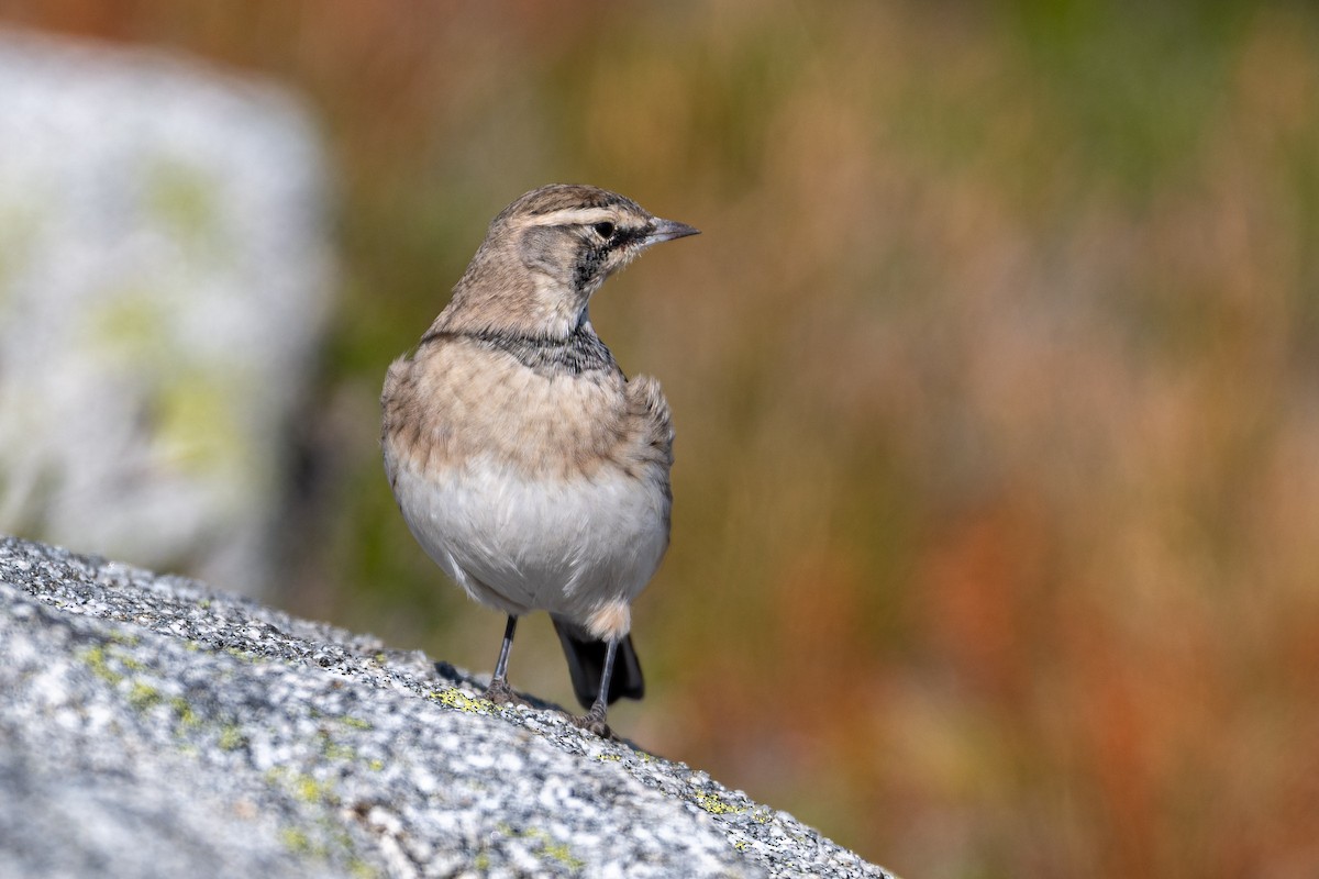 Horned Lark - ML641948262