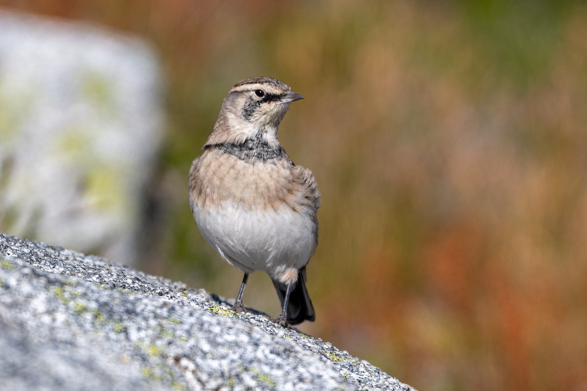 Horned Lark - ML641948263