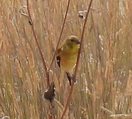 American Goldfinch - ML641948271