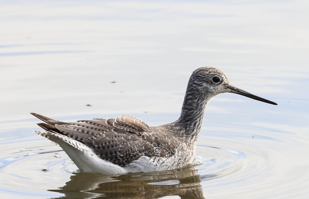 Greater Yellowlegs - ML641948272