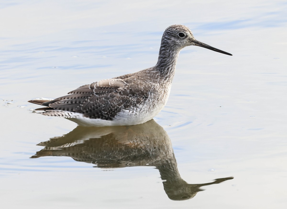 Greater Yellowlegs - ML641948273