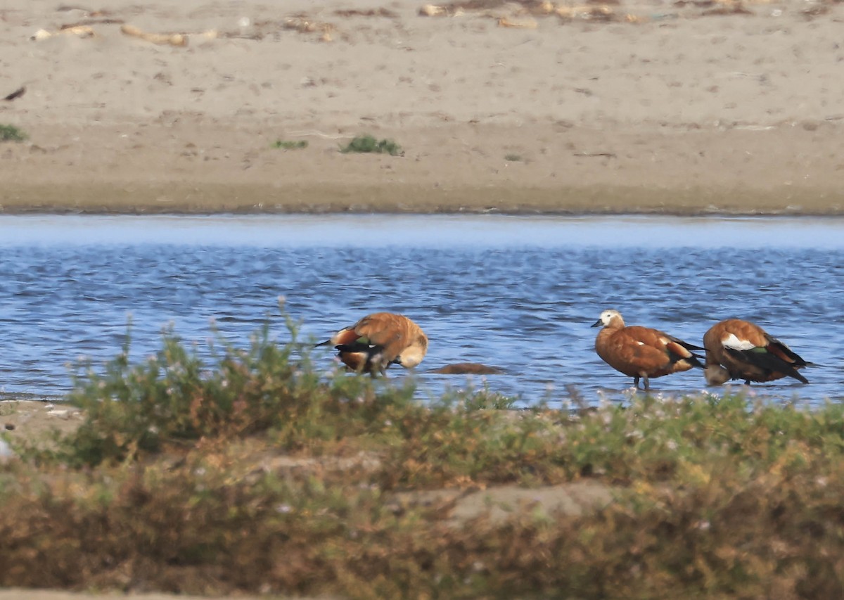 Ruddy Shelduck - ML641948277