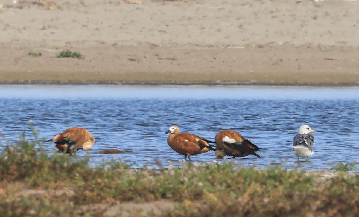 Ruddy Shelduck - ML641948278