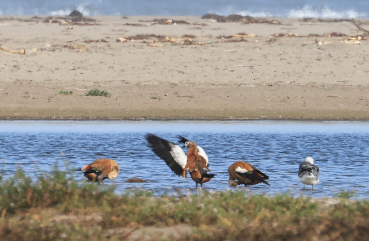 Ruddy Shelduck - ML641948279