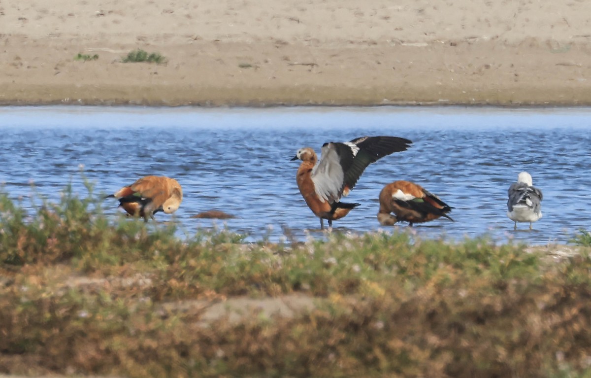 Ruddy Shelduck - ML641948280