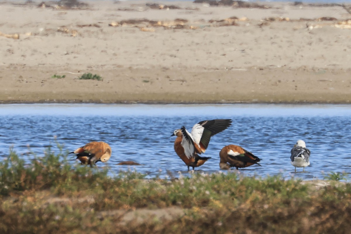 Ruddy Shelduck - ML641948282