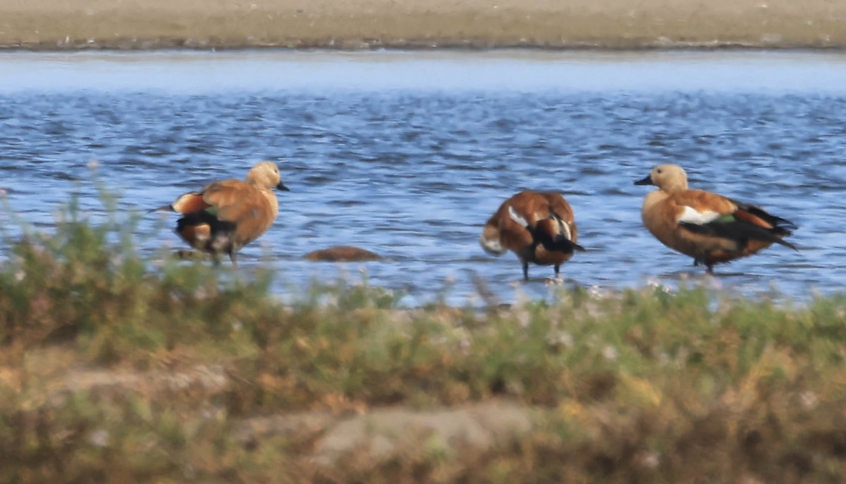 Ruddy Shelduck - ML641948283