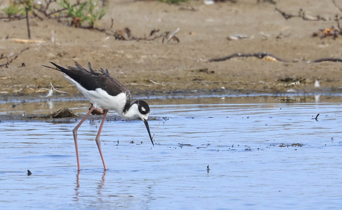 Black-necked Stilt - ML641948295