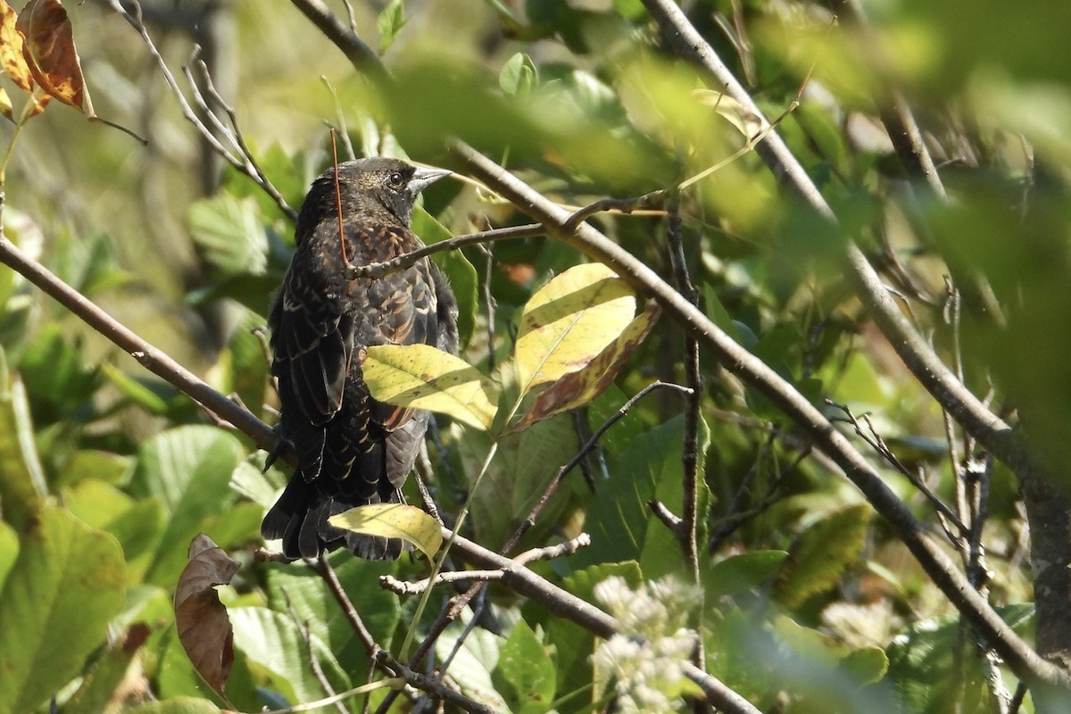 Red-winged Blackbird - ML641948297