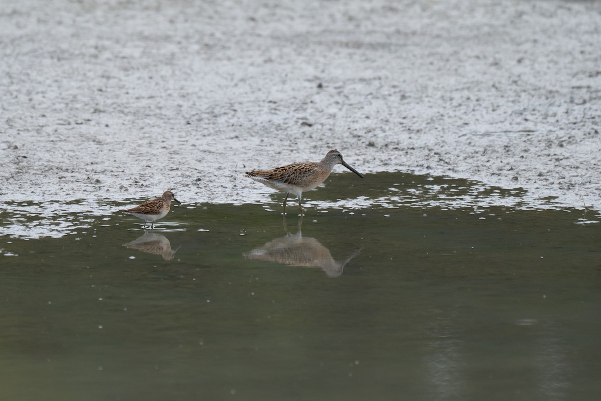 Short-billed Dowitcher - ML641948301