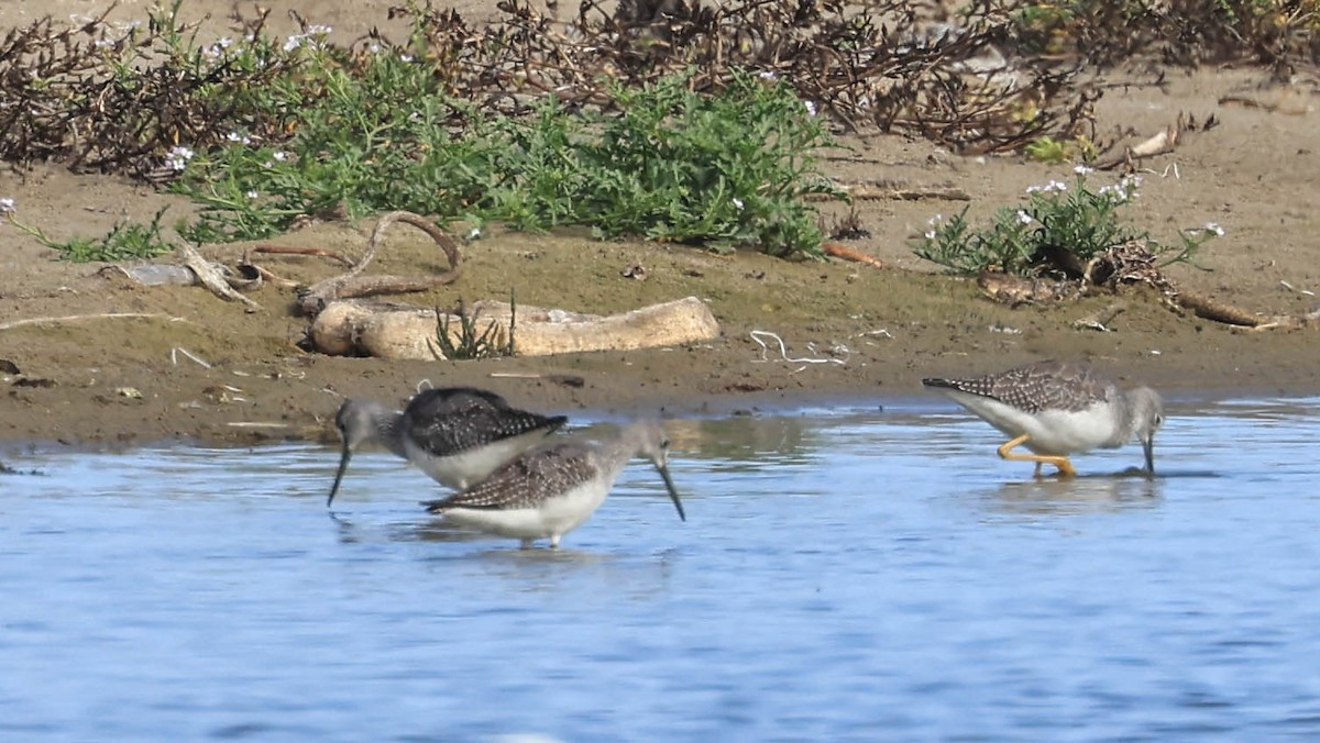Greater Yellowlegs - ML641948308