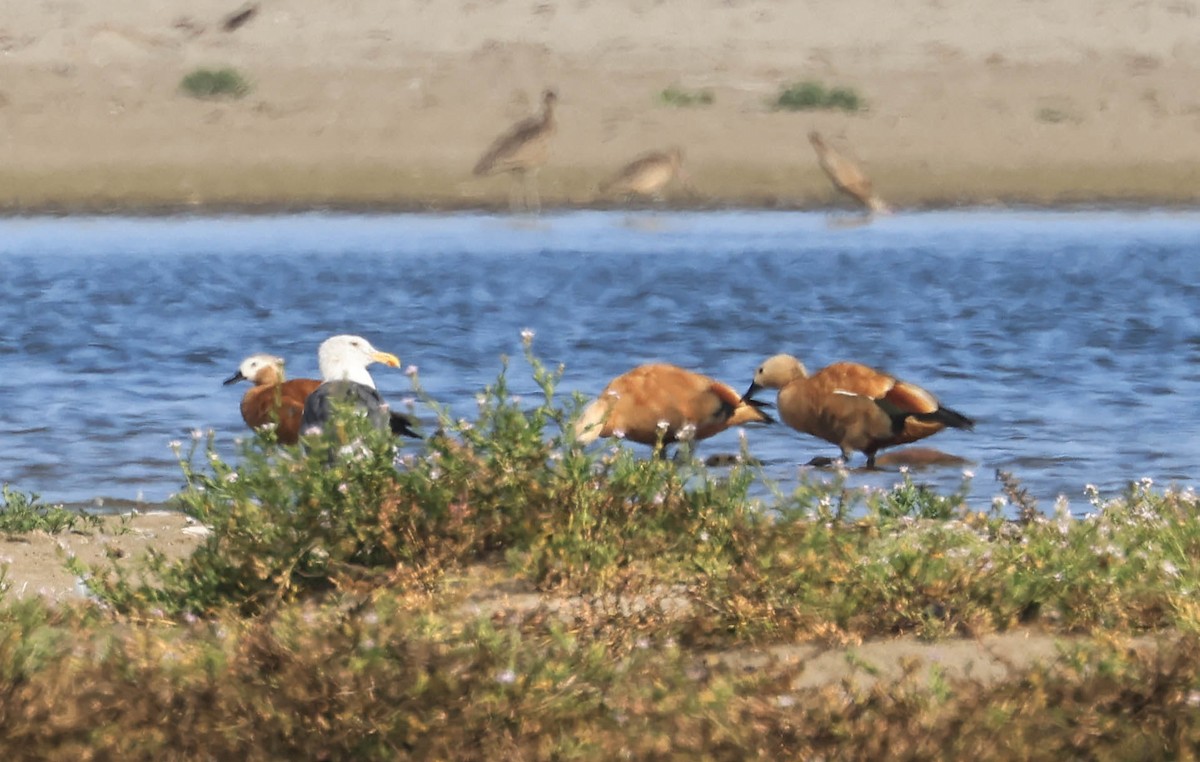 Ruddy Shelduck - ML641948311