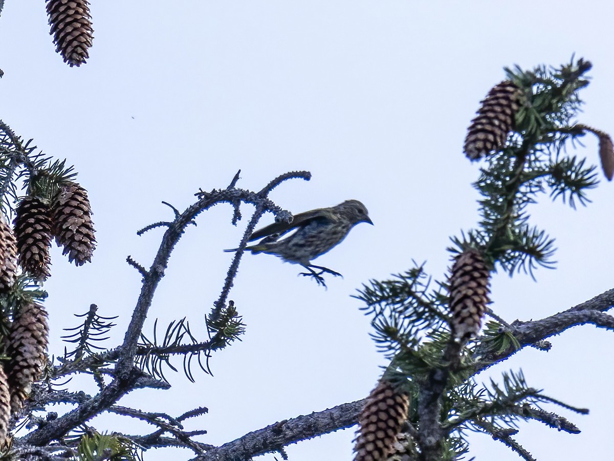 Pine Siskin - ML641948312