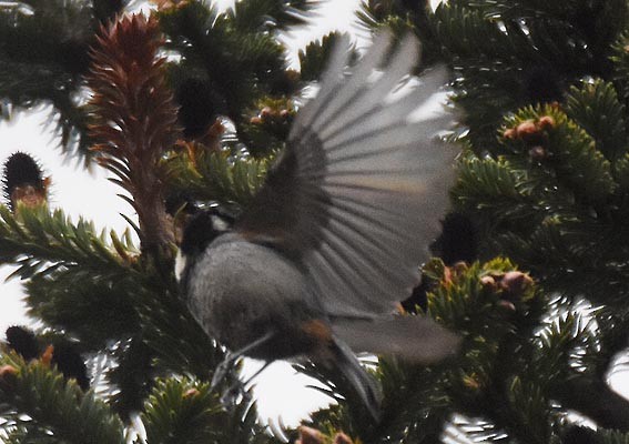 Rufous-vented Tit - ML641948314