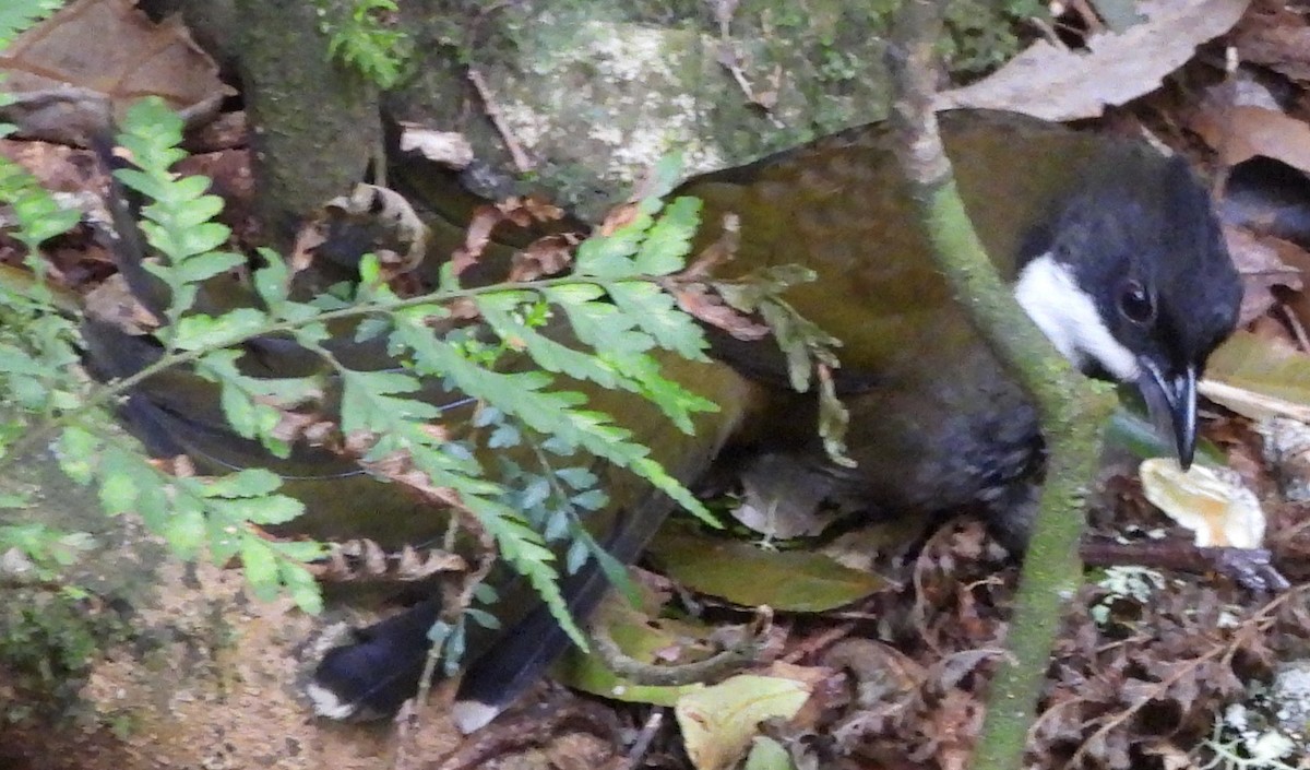 Eastern Whipbird - ML641948317