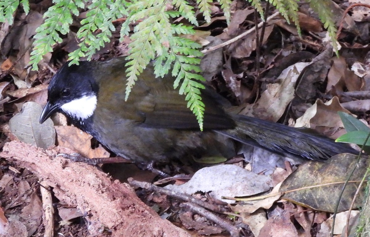 Eastern Whipbird - ML641948319