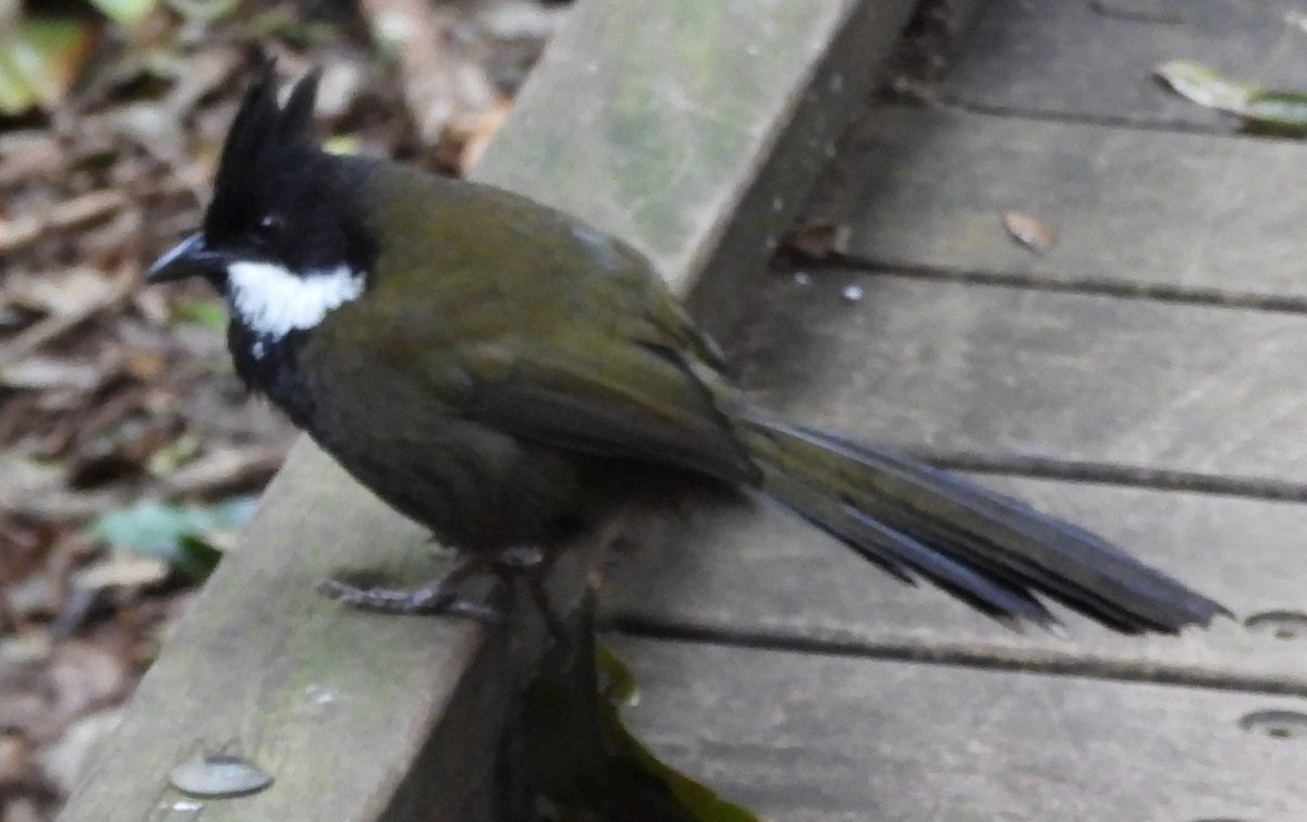 Eastern Whipbird - ML641948320
