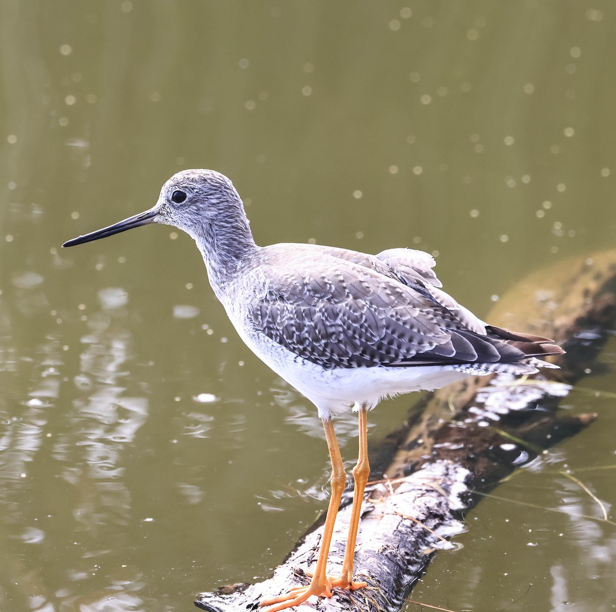 Greater Yellowlegs - ML641948322