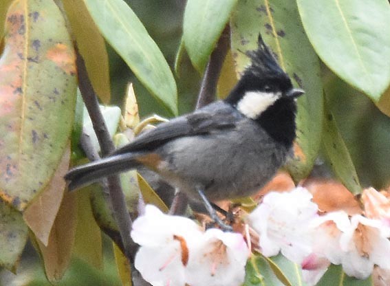 Rufous-vented Tit - ML641948324