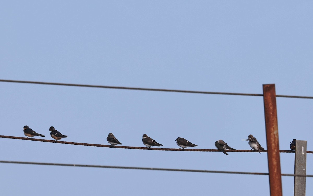 Tree Swallow - ML641948328