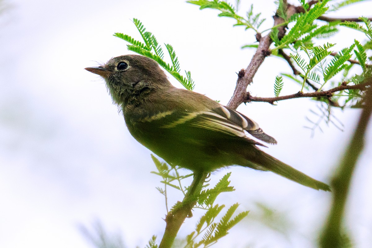 Least Flycatcher - ML641948332