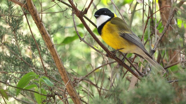 Golden Whistler - ML641948342