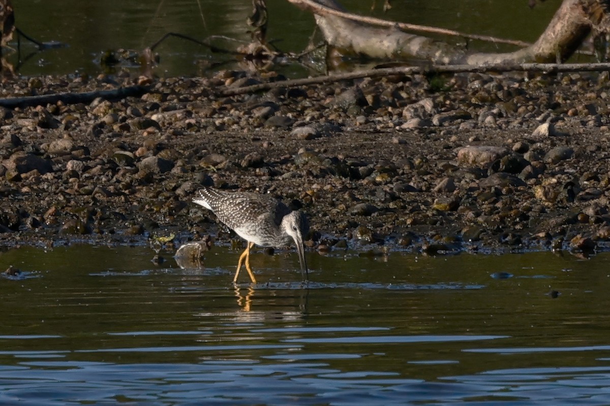 Greater Yellowlegs - ML641948353
