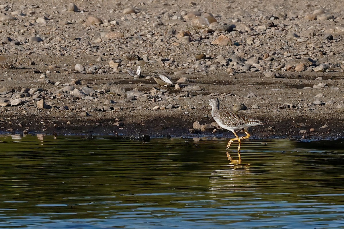 Greater Yellowlegs - ML641948357