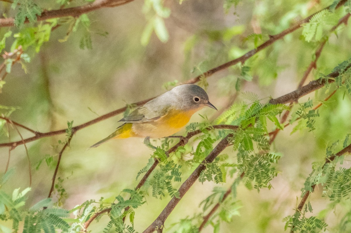 Virginia's Warbler - ML641948358