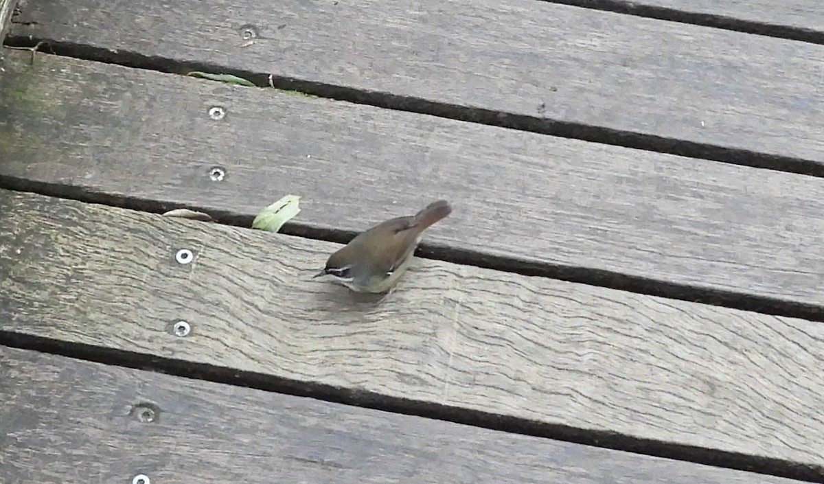 White-browed Scrubwren - ML641948365