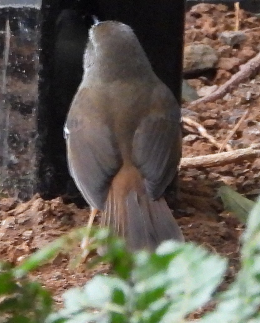 White-browed Scrubwren - ML641948368