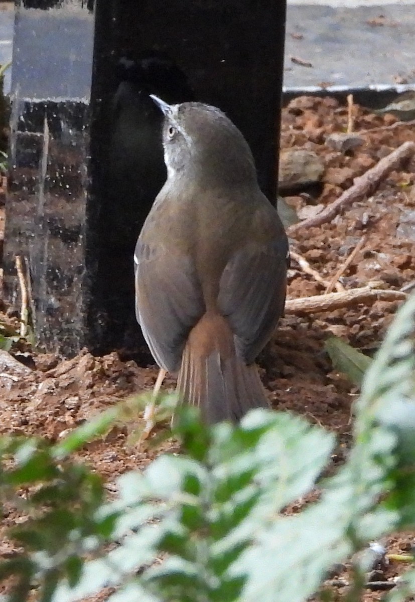 White-browed Scrubwren - ML641948369