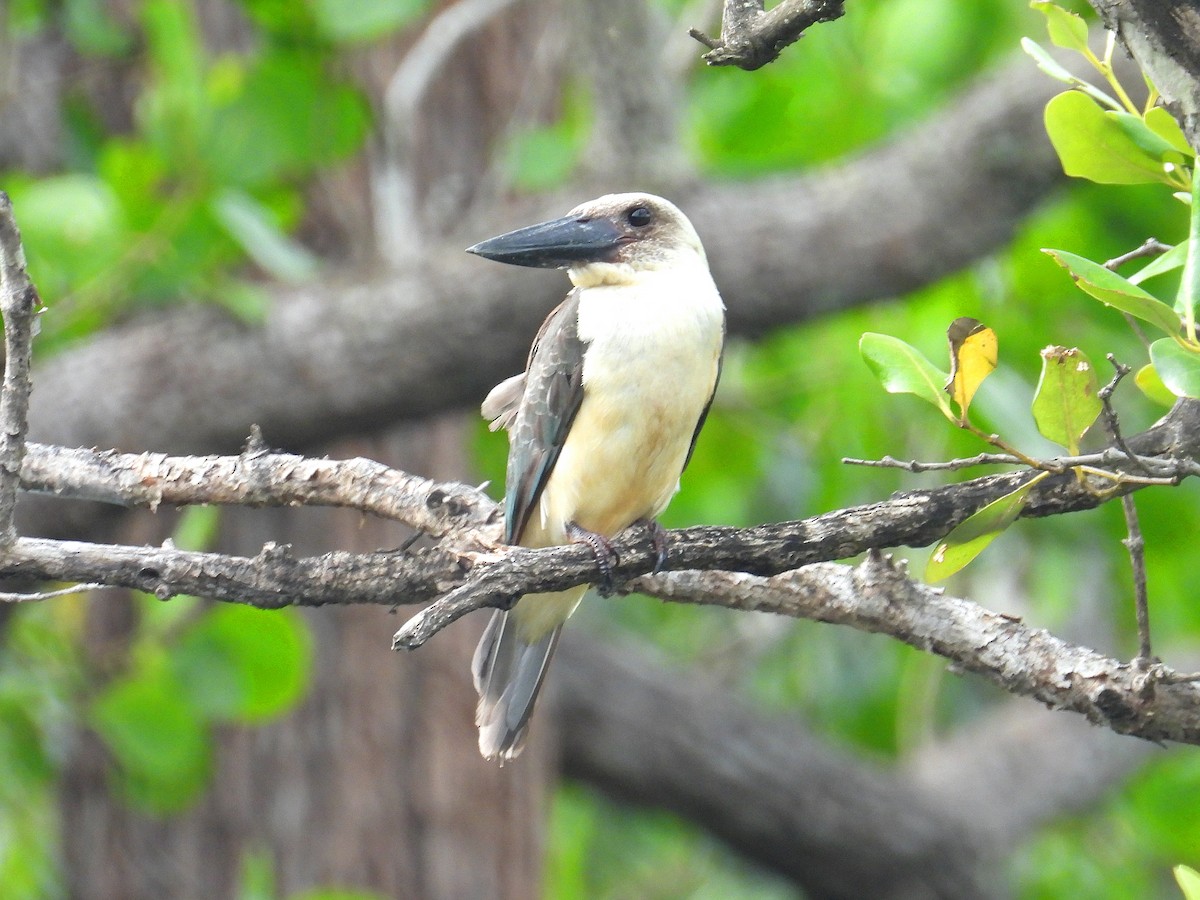 Great-billed Kingfisher - ML641948371