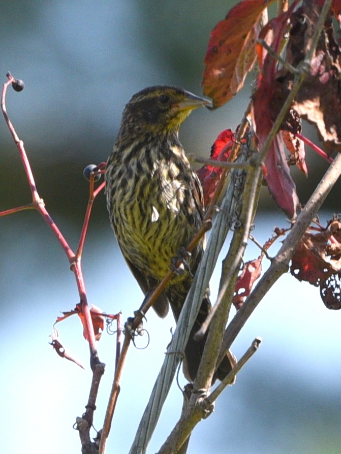 Red-winged Blackbird - ML641948391