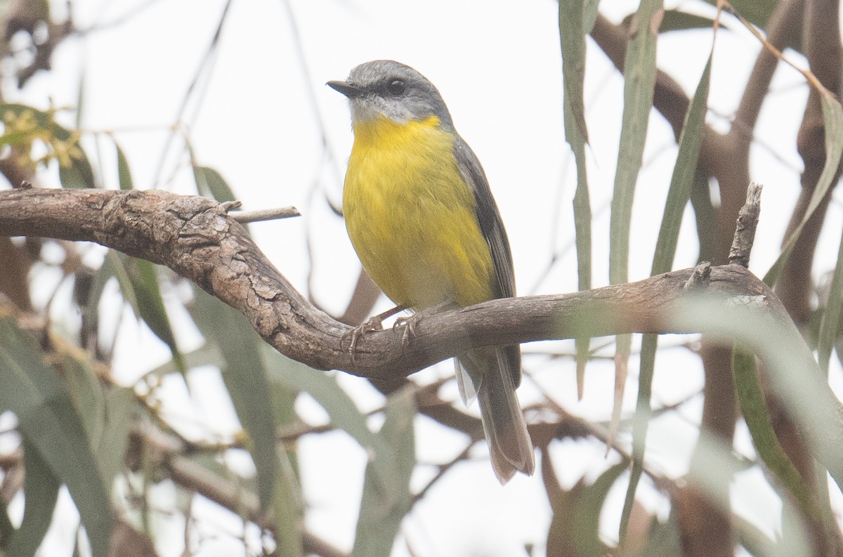 Eastern Yellow Robin - ML641948396