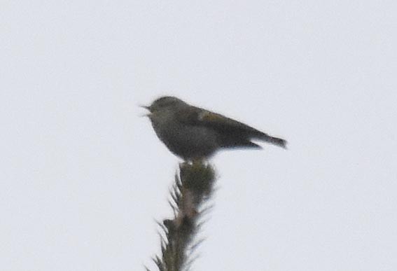 Buff-barred Warbler - ML641948400