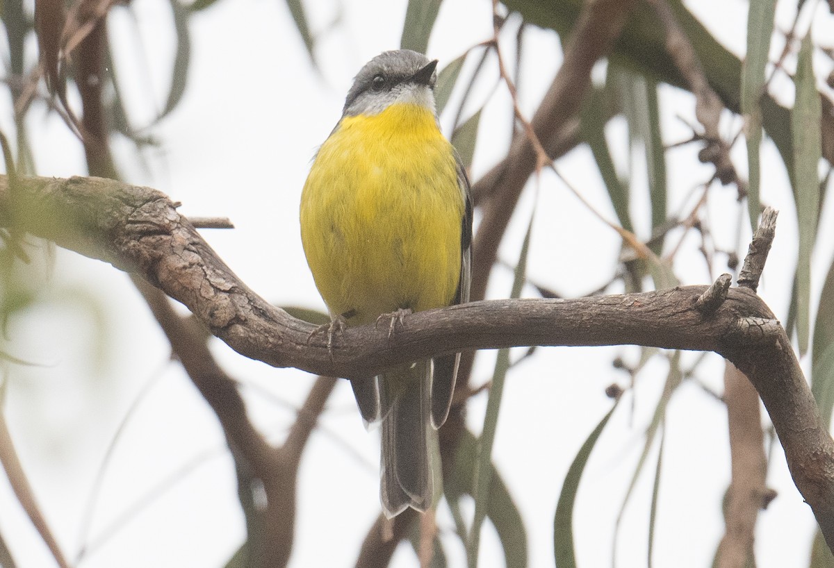 Eastern Yellow Robin - ML641948409