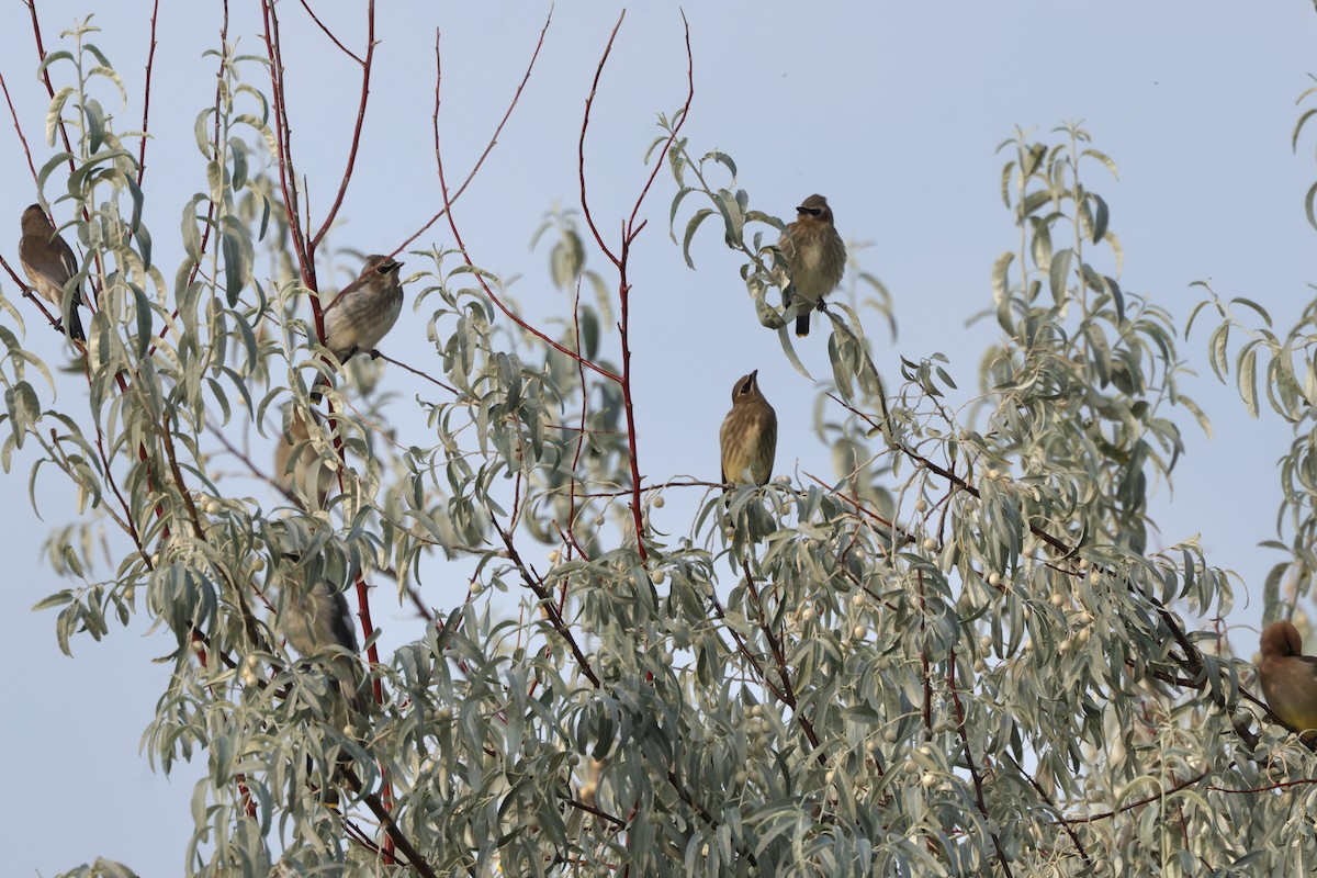 Cedar Waxwing - ML641948410