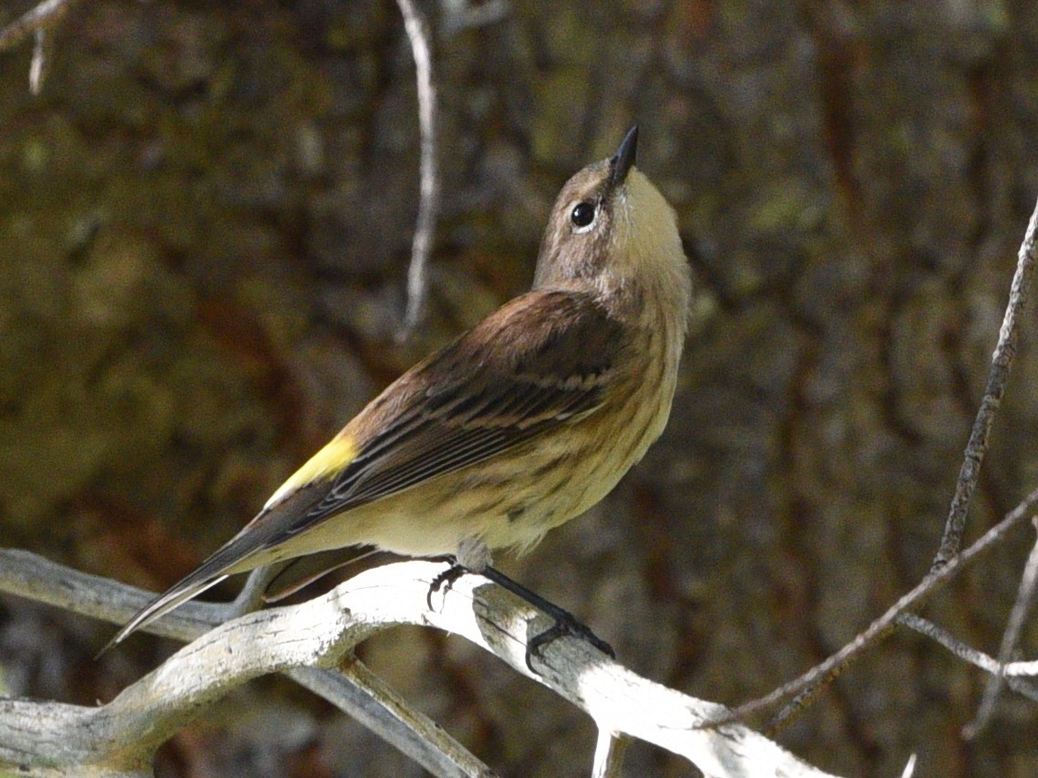 Yellow-rumped Warbler - ML641948414