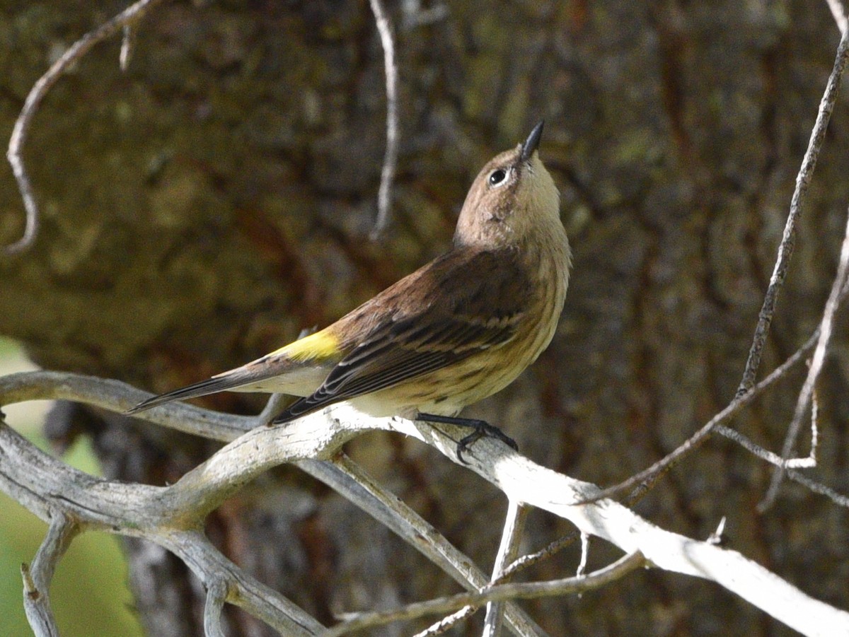 Yellow-rumped Warbler - ML641948415