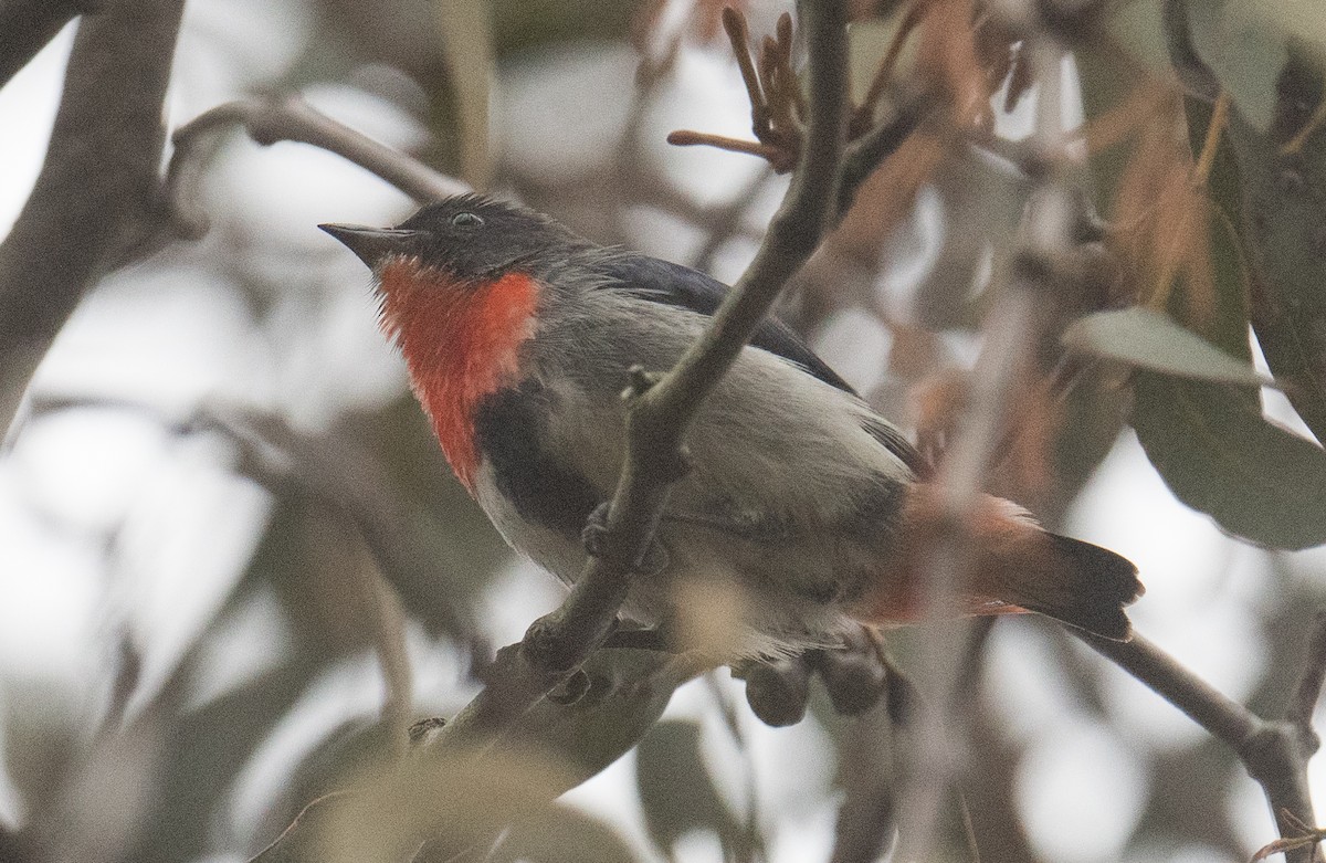 Mistletoebird - ML641948419