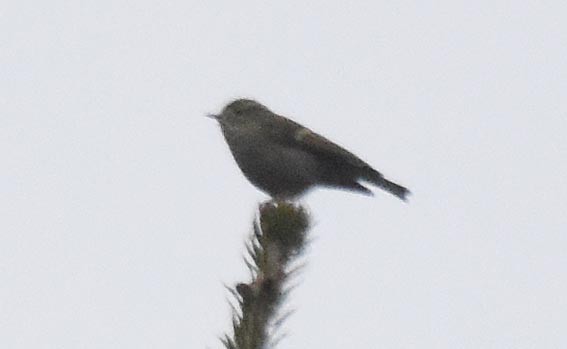Buff-barred Warbler - ML641948421