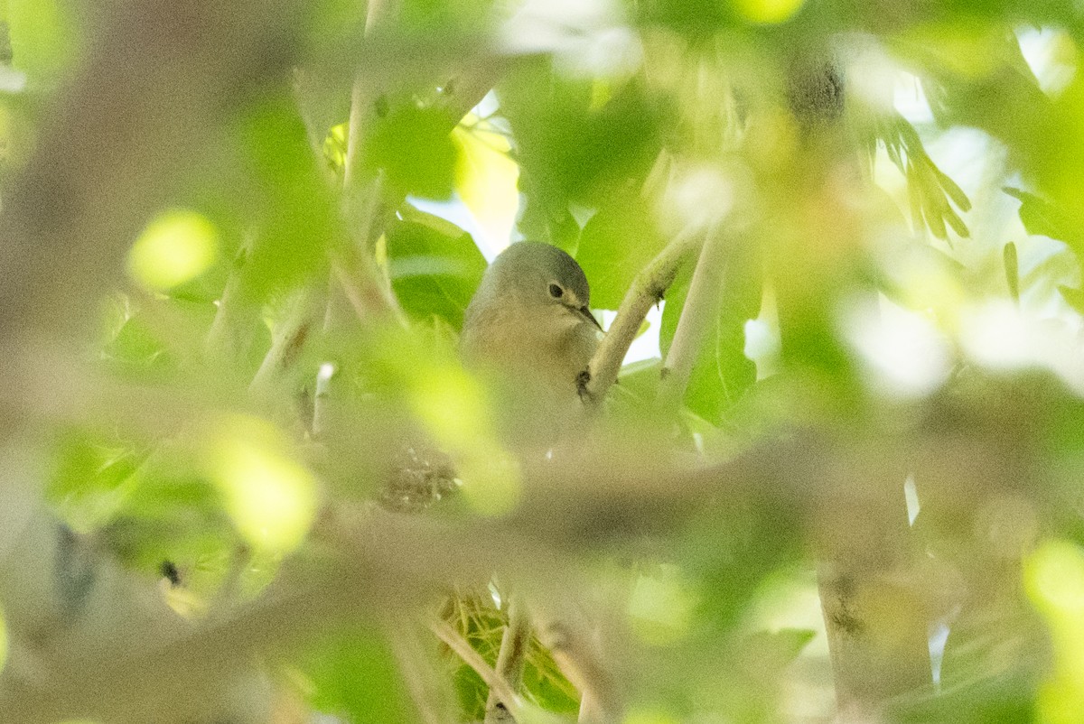 Lucy's Warbler - ML641948423
